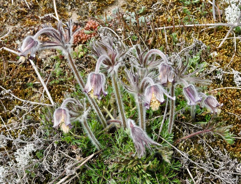 Fltsippa - Pulsatilla pratensis.jpeg
