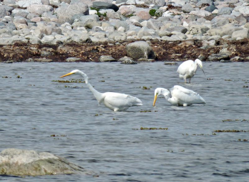 Great Egret