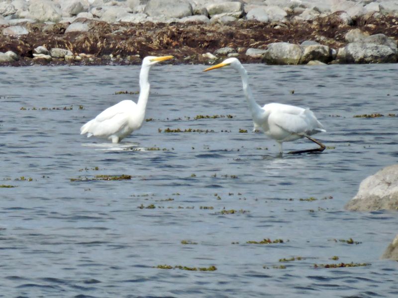 Great Egret.jpeg
