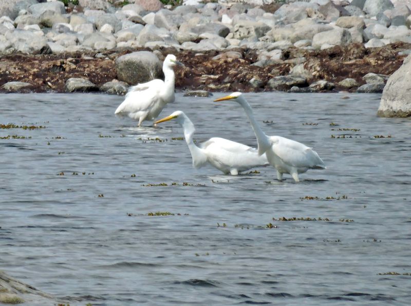 Great Egret.jpeg