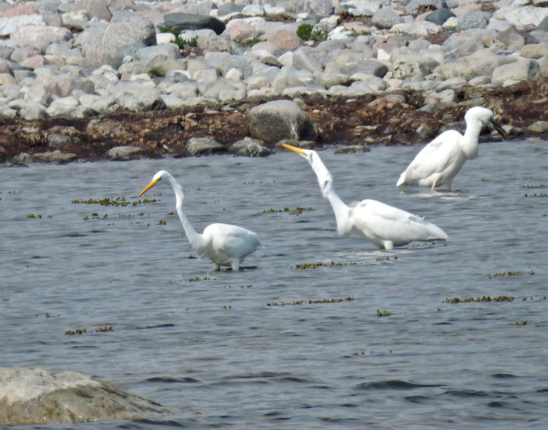 Great Egret.jpeg