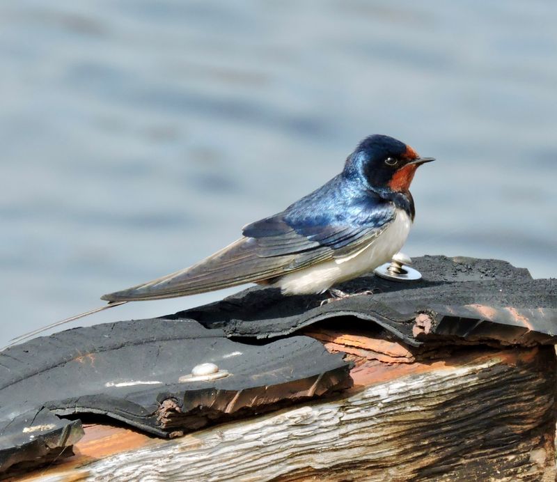 Barn swallow.jpeg