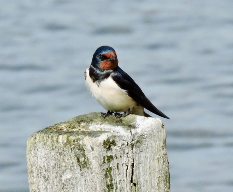 Barn swallow.jpeg