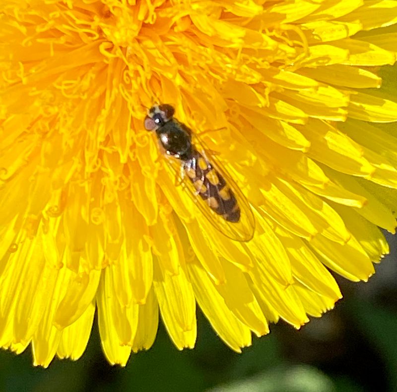 ngsfotblomfluga.jpeg