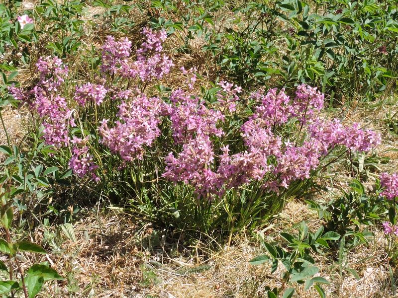 Tjrblomster.jpeg