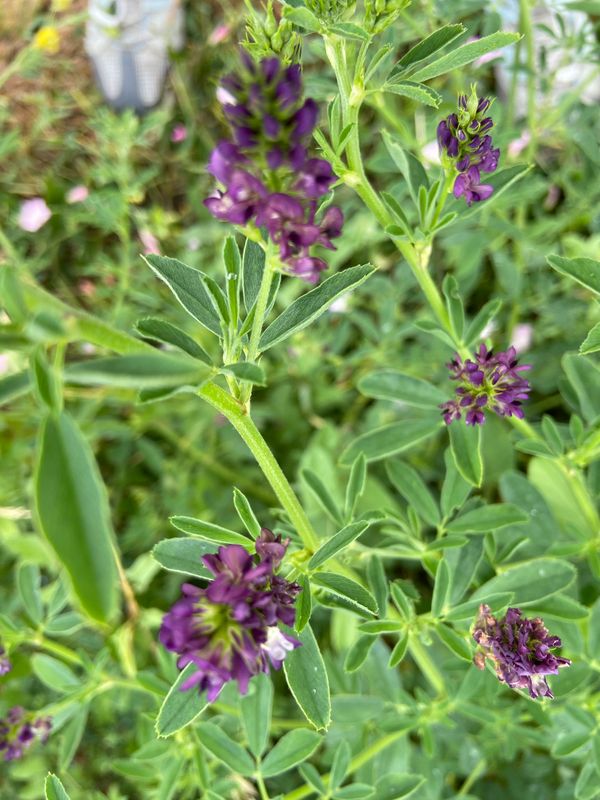 Bl lusernjpeg