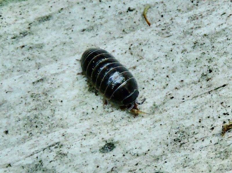 Armadillidium vulgare.jpeg