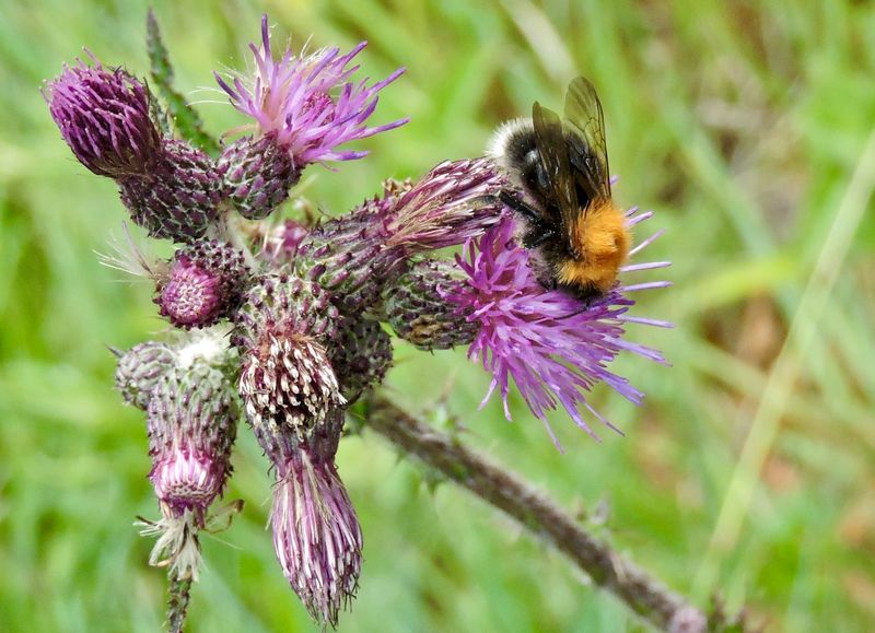 Bumblebees