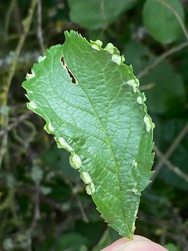 Slånknottror - Eriophyes prunispinosae.jpeg