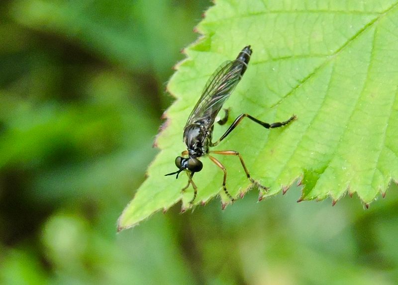 Dioctria rufipes.jpeg