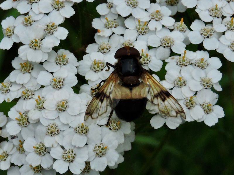 Fnsterblomfluga.jpeg