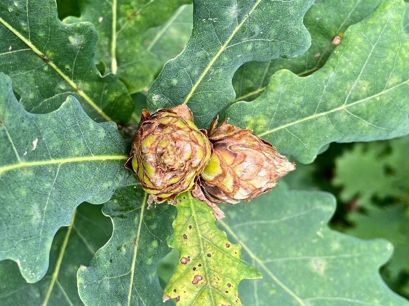 Knoppgall - Andricus fecundatrix stekel.jpeg