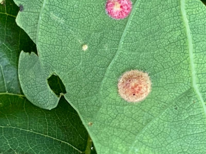 Neuroterus quercusbaccarum.jpeg