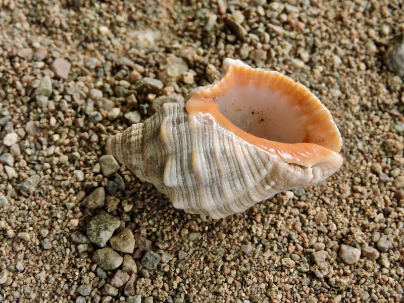 Muricidae sp..jpeg