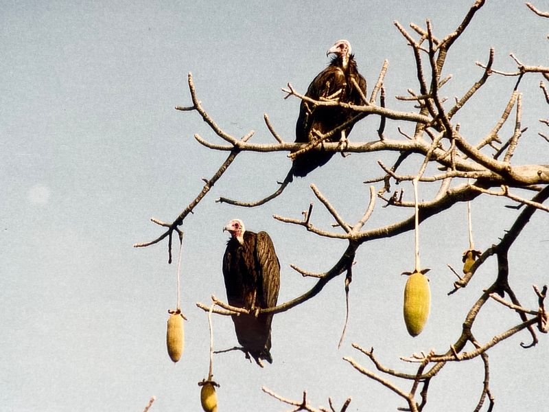 Hooded vulture.jpeg