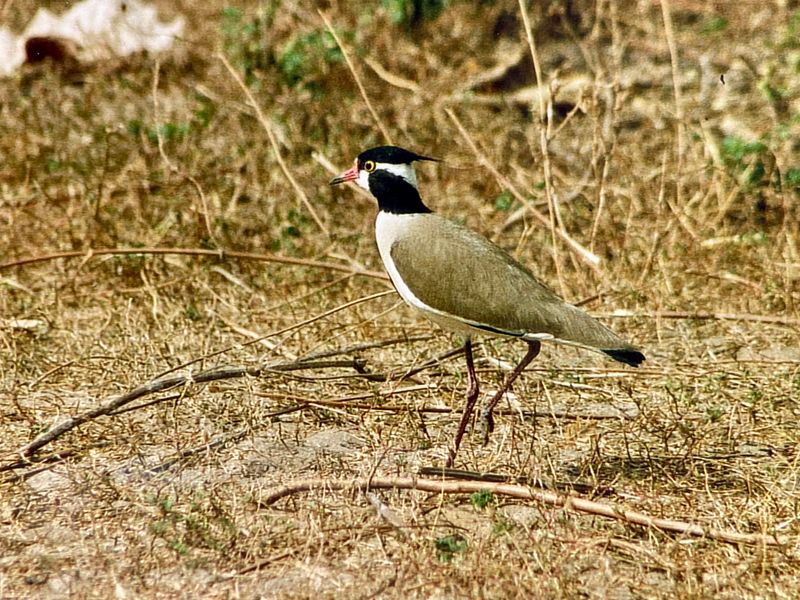 Black-headed lapwing.jpeg