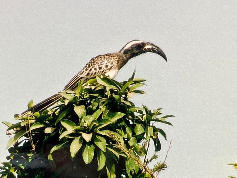 African grey hornbill.jpeg