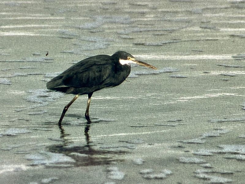 Western reef heron..jpeg