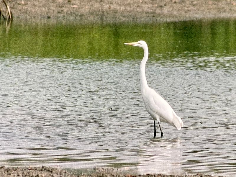 Great egret.jpeg