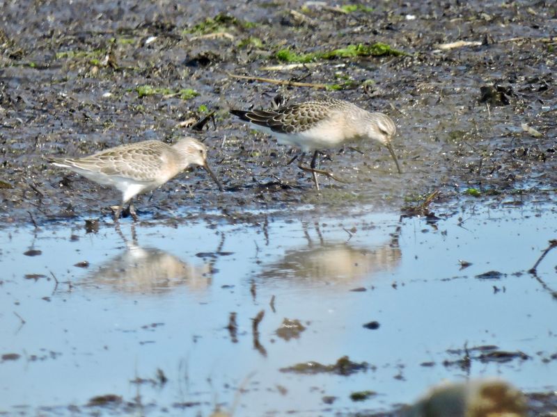 Ruff - Calidris pugnax - Brushane.jpeg