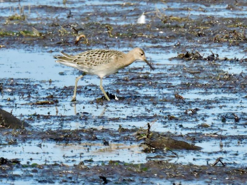 Ruff - Calidris pugnax - Brushane.jpeg