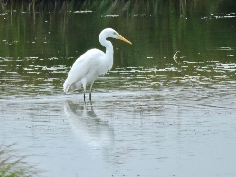 Great Egret.jpeg