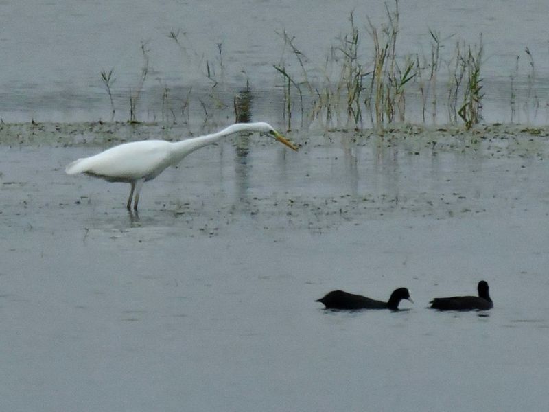 Great Egret.jpeg