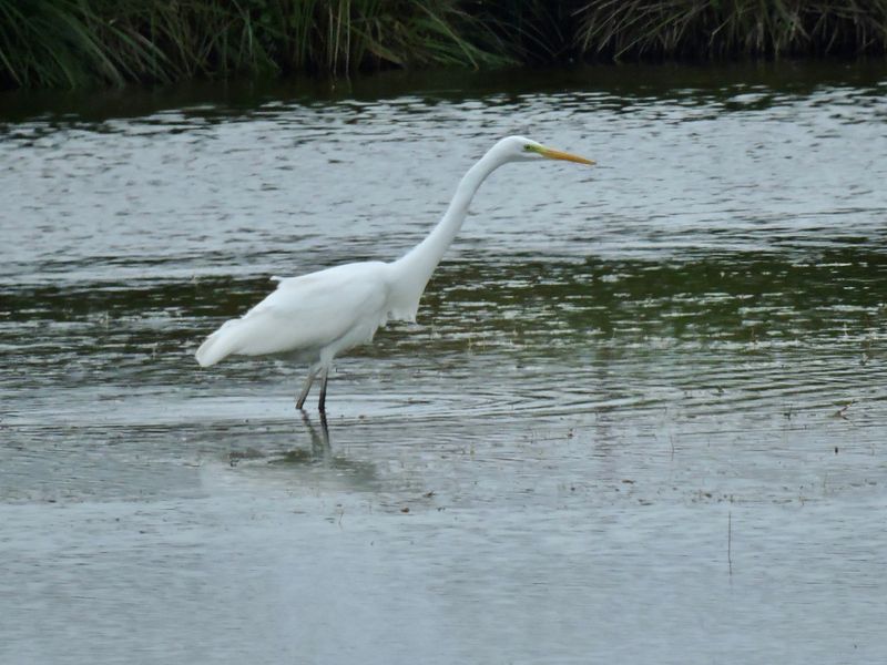 Great Egret.jpeg