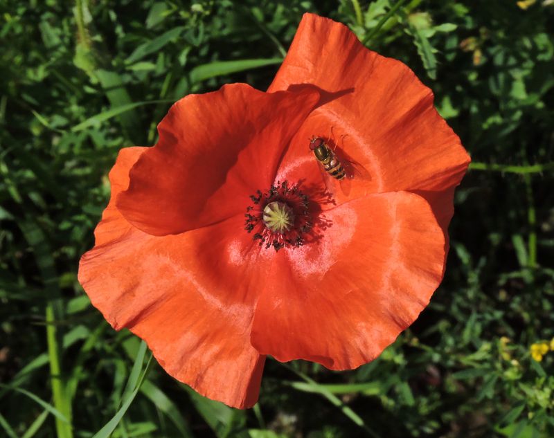 Papaver.jpeg