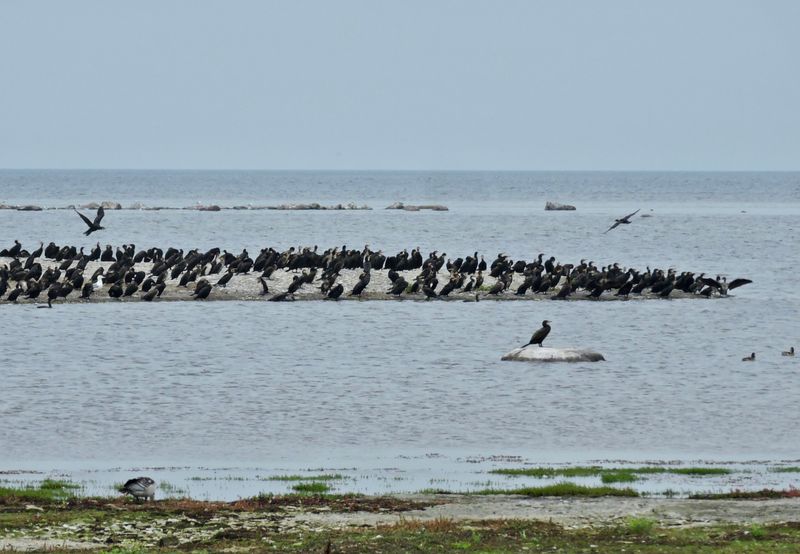 Cormorants
