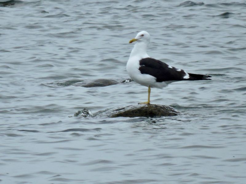 Lesser black-backed Gull - Larus fuscus - Silltrut.jpeg