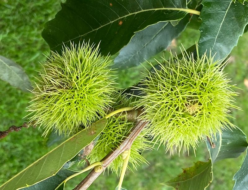 kta kastanj - Castanea sativa.jpeg