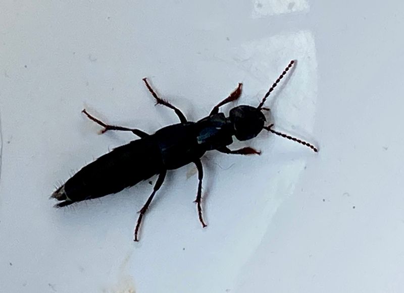 Tasgius melanarius - ngsstorkortvinge.jpeg