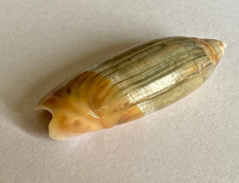 Olividae shell.jpeg