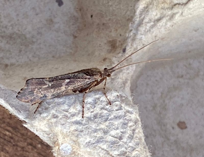 Glyphotaelius pellucidus.jpeg