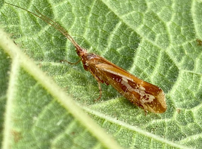 Limnephilus subcentralisjpeg
