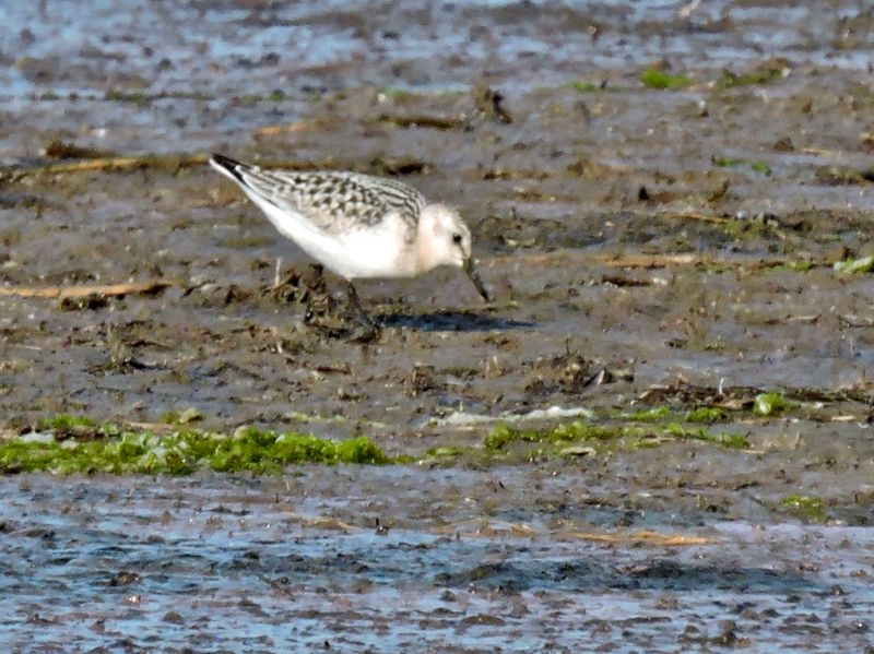 Sanderling - Sandlpare.jpeg