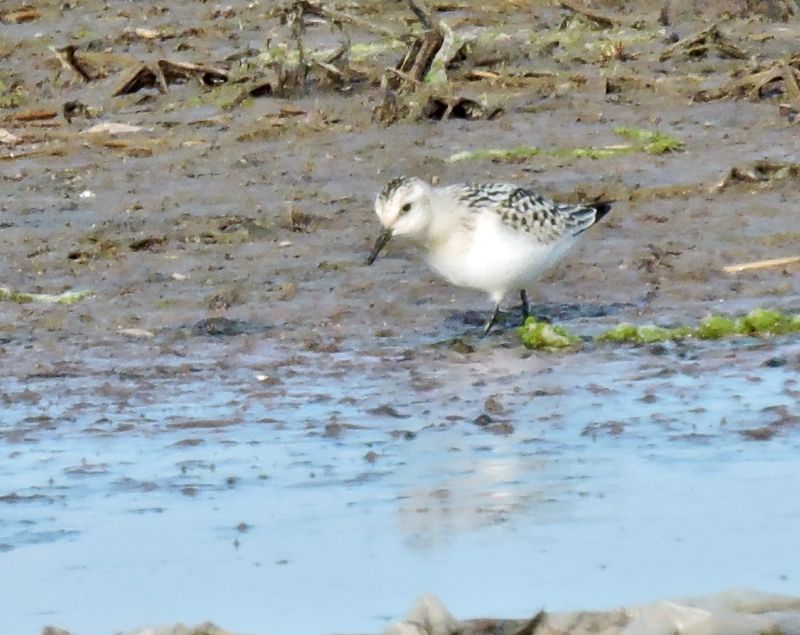 Sanderling - Sandlpare.jpeg