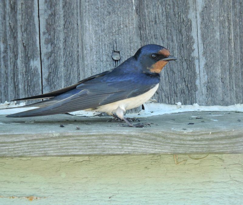 Barn Swallow - Ladusvala.jpeg