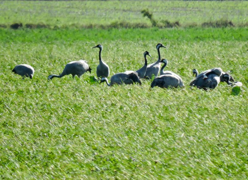 Common Crane.jpeg