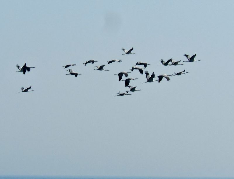 Common Crane.jpeg