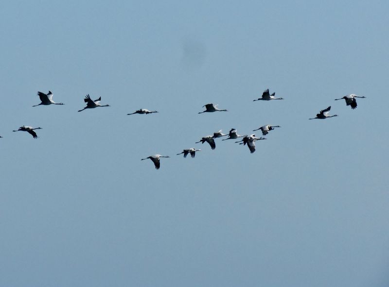 Common Crane.jpeg