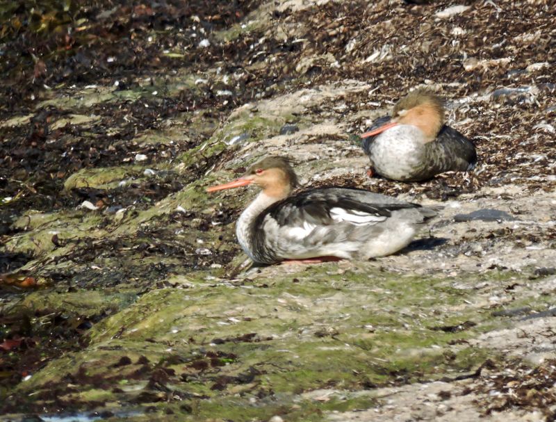 Storskrake - Goosander, 1k .jpeg