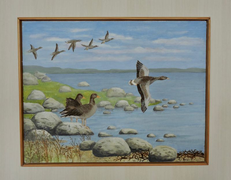  Greylag - Grgss.jpeg