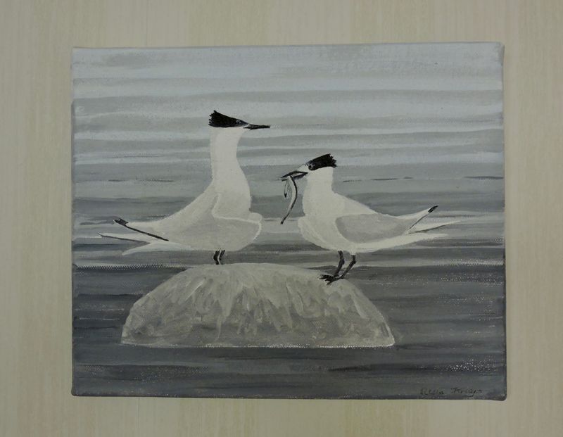 Sandwich Tern - Kentsk trna.jpeg