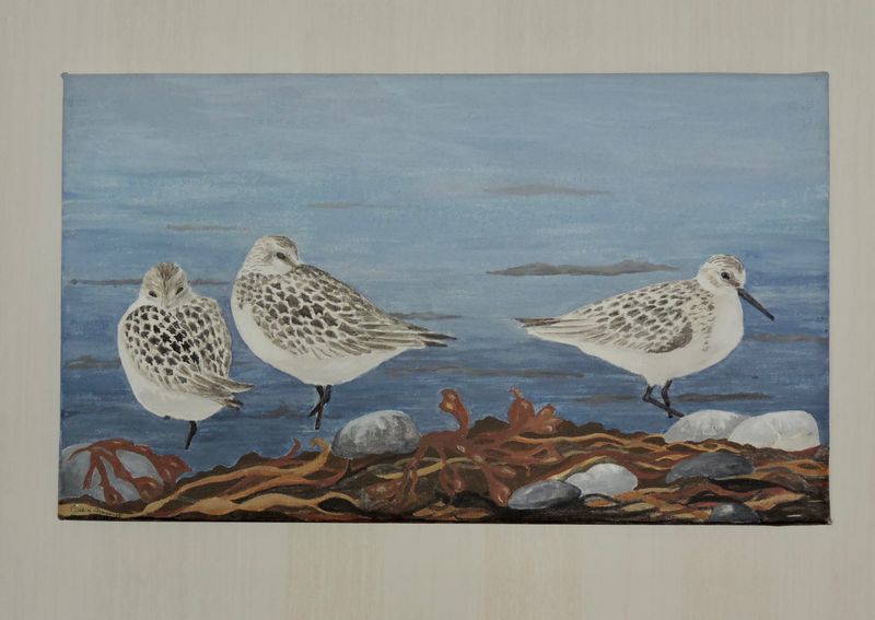 Sanderling -Sandlpare.jpeg