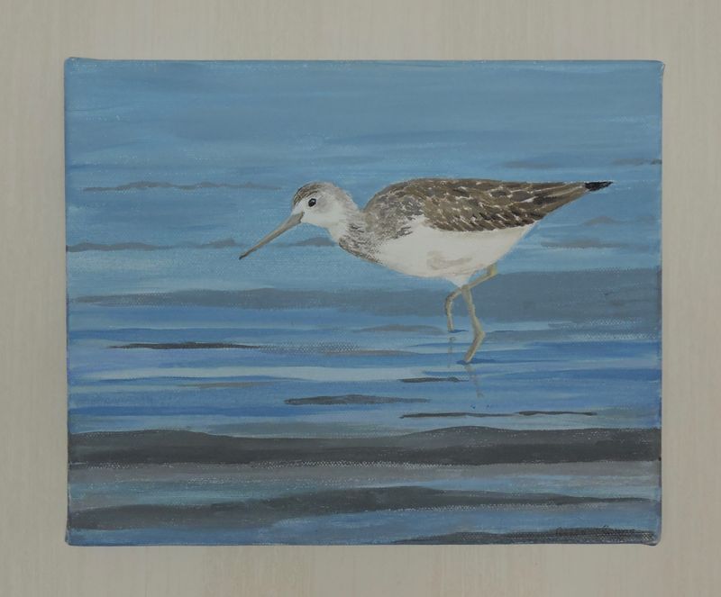 Greenshank - Gluttsnppa.jpeg