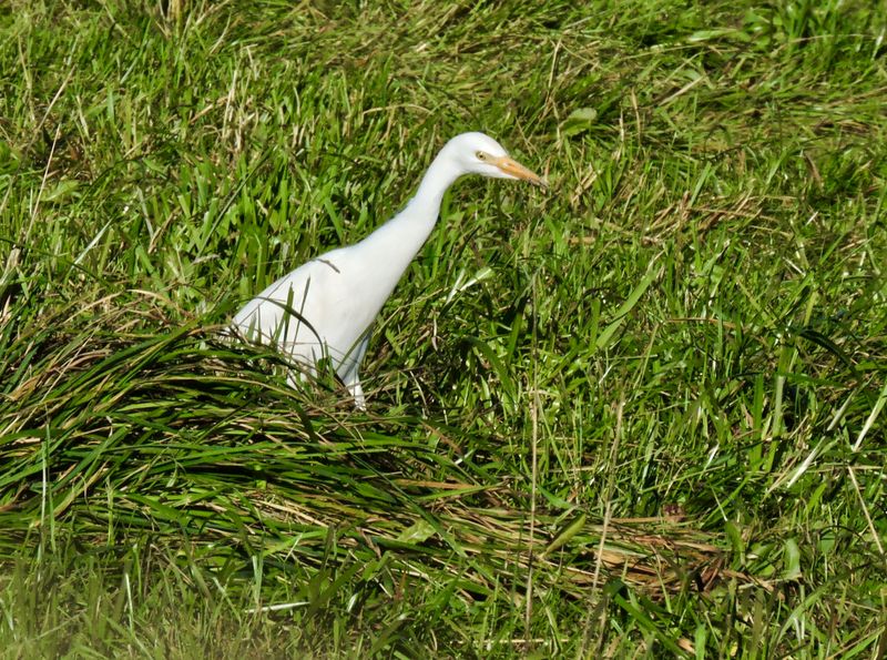 Cattle Egret.jpeg
