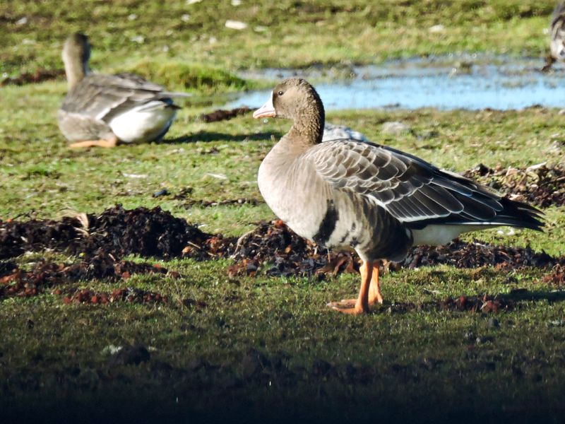 Whitefronted Goose - Blsgs.jpeg