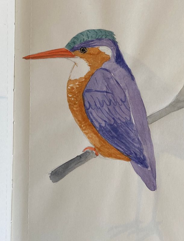 Malachite Kingfisher.jpeg